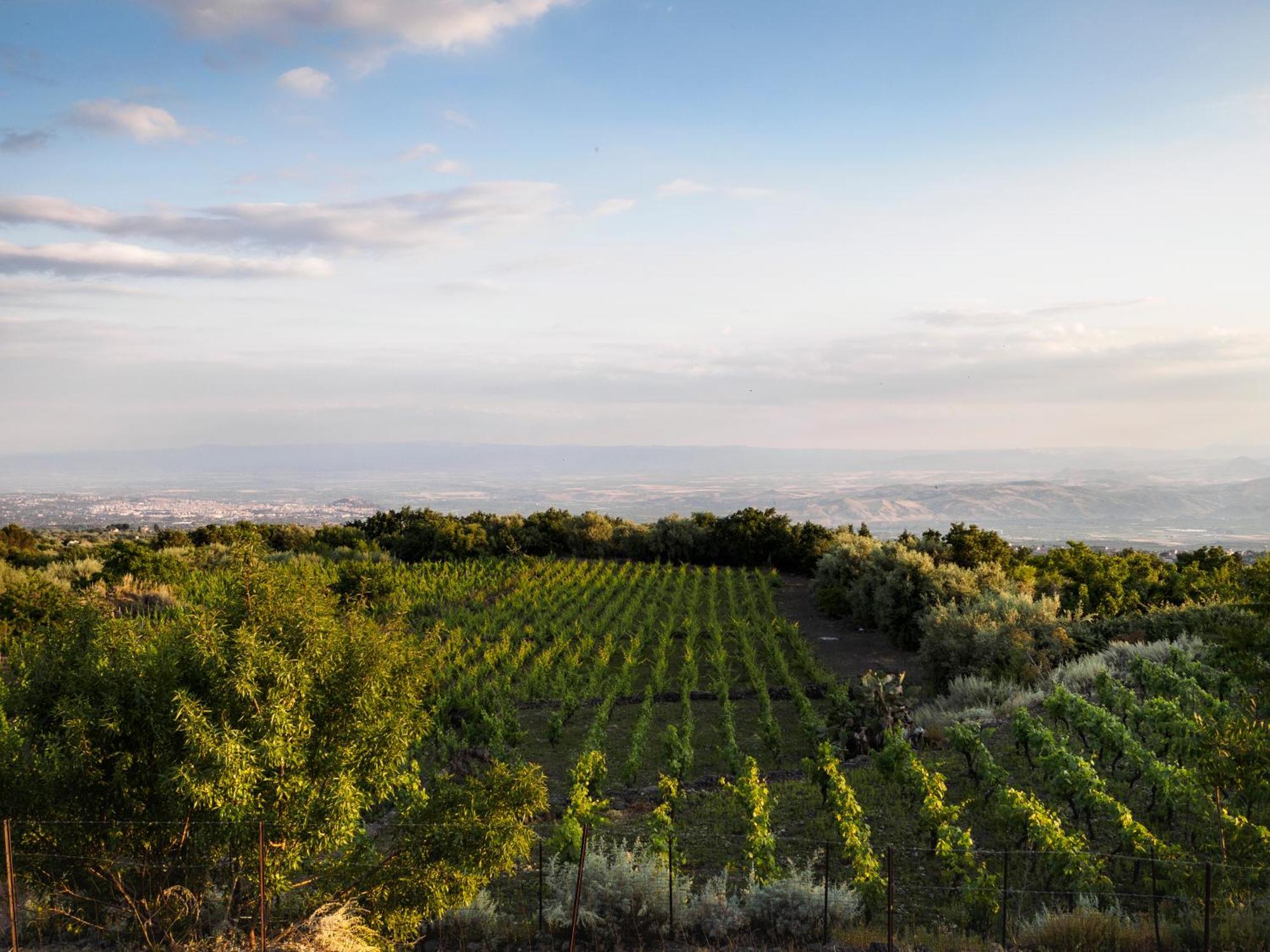 Podere Dell'Etna Segreta - Essential Nature Hotel & Glamping بيانكافيلا المظهر الخارجي الصورة