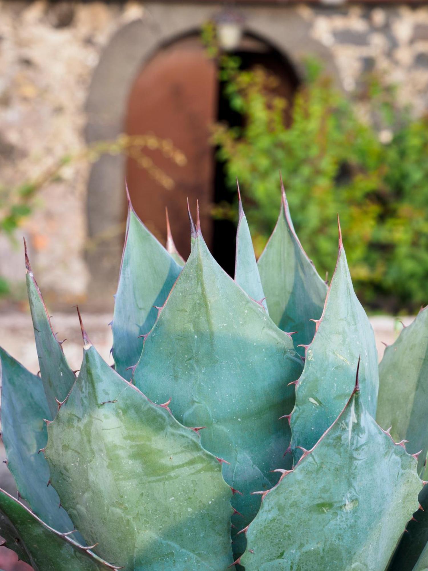 Podere Dell'Etna Segreta - Essential Nature Hotel & Glamping بيانكافيلا المظهر الخارجي الصورة